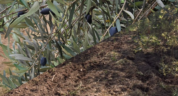 Plantación